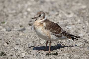 gull