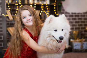  Girl and samoyed husky dog. Christmas