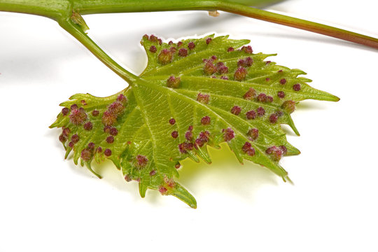 Grape phylloxera (Daktulosphaira vitifoliae) on the vine leaves.