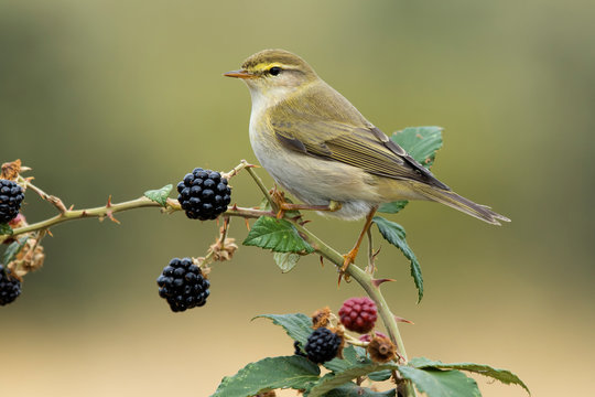 Phylloscopus trochilus, Willow Warbler perched on a branch. Migratory insectivorous bird. Spain. Europe.