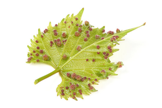 Grape phylloxera (Daktulosphaira vitifoliae) on the vine leaves.