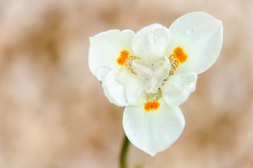 Iris Japanica decorative exotic flower from Orient