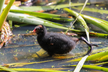 moorhen