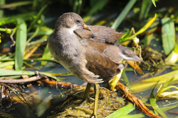 moorhen