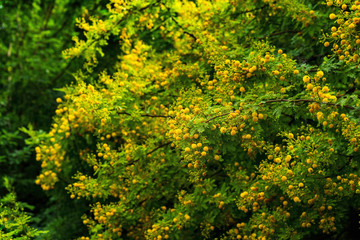 Mimosa tree with yellow flowers in a garden, outdoor