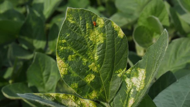 Lady bug walking at soy bean leaf with Septoria fungus disease, closeup 4K video