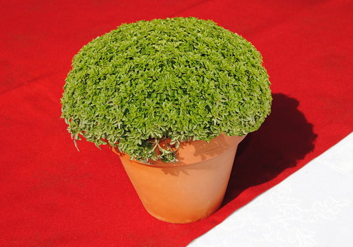 Vaso de mangerico, planta tradicional portuguesa