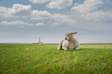 Lamm auf grüner Wiese vor Leuchtturm und Wattenmeer