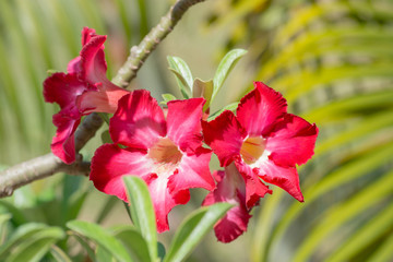 Azalea, bright red flowers