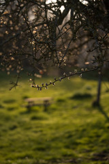 Garten im Fühjahr, der zum verweilen einlädt