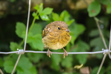 young robin
