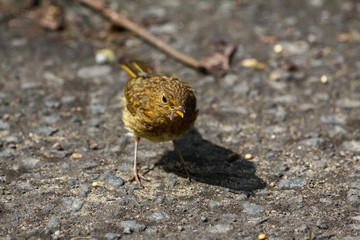 young robin