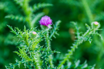 Bright flower burdock on a blurred background close-up
