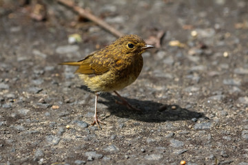 young robin