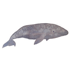 The gray whale is a resident of the seas and oceans listed in the red book. Watercolor hand drawn iilustration