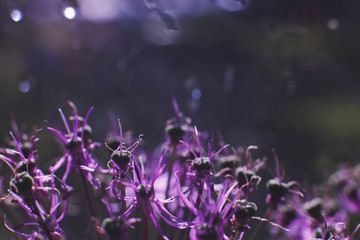 Plakat wild onions closeup. purple flower background. wild leek background.