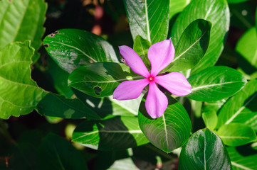 Pink flower Catharanthus roseus, commonly known as Madagascar periwinkle.
