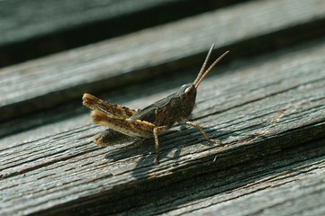 small grasshopper close up, wildlife, macro