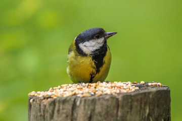 great tit
