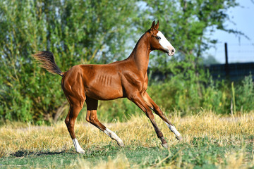 Bay Akhal Teke foal with rare white marking on a head running in the field in summer. In motion, side view.