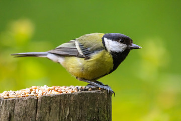 Obraz premium great tit