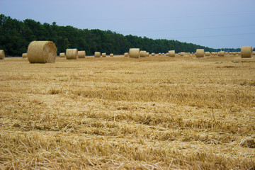 Yellow straw rolls remaining on the field after harvesting wheat against a gray-blue sky and forest belt
