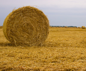  A yellow roll of straw left on the field after harvesting wheat against a gray-blue sky. End of the grain harvesting season.