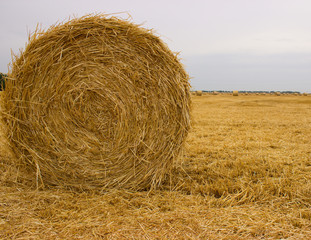  A yellow roll of straw left on the field after harvesting wheat against a gray-blue sky. Close-up.