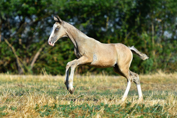 Fototapeta na wymiar Palomino Akhal Teke foal jumping forward in the summer field. Happy and free.