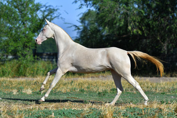 Obraz na płótnie Canvas Perlino Akhal Teke stallion running in gallop in the field. Side view, in motion,