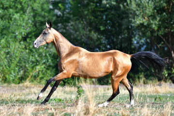 Purebred dark buckskin Akhal Teke stallion running in gallop on the grass in summer.