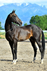 Dark bay Akhal Teke stallion in show halter posing on mountain background in summer. Animal portrait.