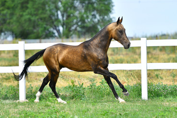 Purebred dark buckskin Akhal Teke stallion running in gallop on the grass in summer.