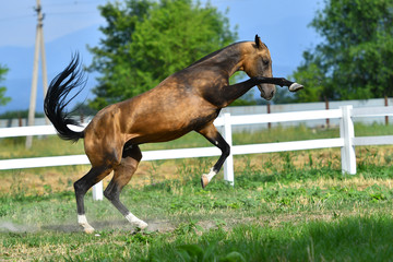 Young and funny buckskin Akhal Teke stallion playing and rearing in the paddock in summer.