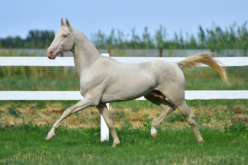 Naklejka na ściany i meble Perlino Akhal Teke stallion running in trot in the field. Side view, in motion,