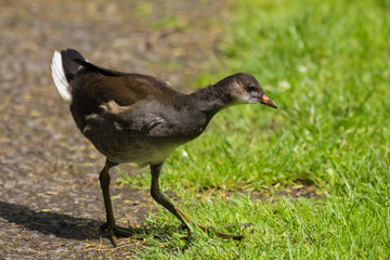 moorhen