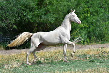 Fototapeta na wymiar Perlino Akhal Teke stallion running in trot in the field. Side view, in motion,