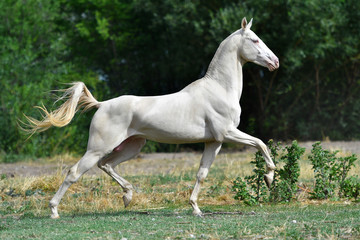Naklejka na ściany i meble Perlino Akhal Teke stallion running in trot in the field. Side view, in motion,