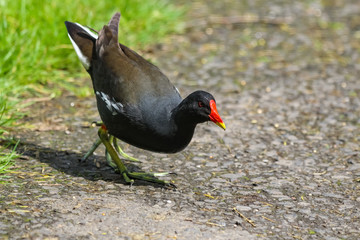 moorhen