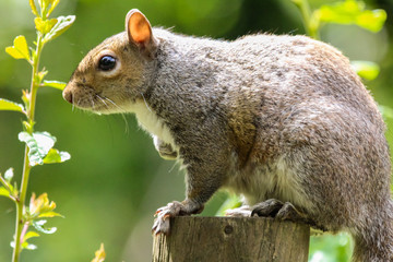grey squirrel