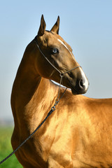 Golden buckskin Akhal Teke stallion with blue eyes in a show halter. Portrait.