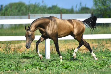 Naklejka na ściany i meble Buckskin Akhal teke stallion running in trot along white fence in summer pasture.