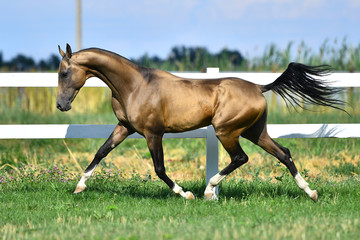 Buckskin Akhal teke stallion running in trot along white fence in summer pasture.