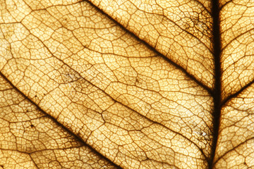 abstract texture of dry brown leaves for background