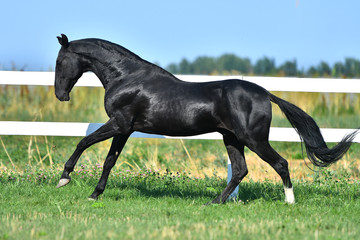 Black Akhal Teke stallion galloping along paddock fence. Side view, in motion.