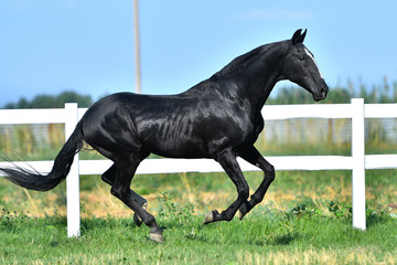Black Akhal Teke stallion galloping along paddock fence. Side view, in motion.