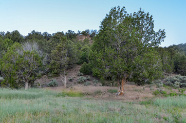 Long Valley at Fishlake National Forest in the morning (Sevier county, Utah, USA)