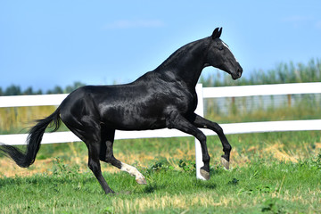 Black Akhal Teke stallion galloping along paddock fence. Side view, in motion.