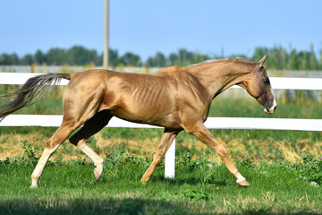 Palomino Akhal Teke stallion running in trot along paddock fence in summer. - obrazy, fototapety, plakaty