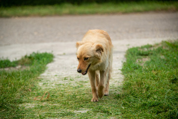 Brown dogs, on the street and in the backyard